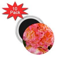 Folded Pink And Orange Rose 1 75  Magnets (10 Pack)  by okhismakingart