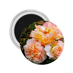 Bunch Of Orange And Pink Roses 2 25  Magnets by okhismakingart