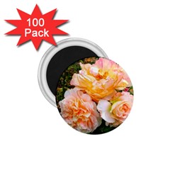 Bunch Of Orange And Pink Roses 1 75  Magnets (100 Pack)  by okhismakingart