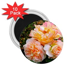 Bunch Of Orange And Pink Roses 2 25  Magnets (10 Pack)  by okhismakingart