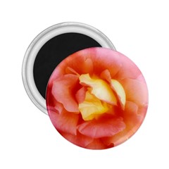 Light Orange And Pink Rose 2 25  Magnets