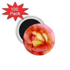 Light Orange And Pink Rose 1 75  Magnets (100 Pack)  by okhismakingart