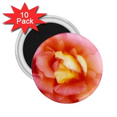 Light Orange And Pink Rose 2 25  Magnets (10 Pack)  by okhismakingart