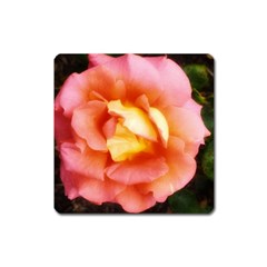 Light Orange And Pink Rose Square Magnet by okhismakingart