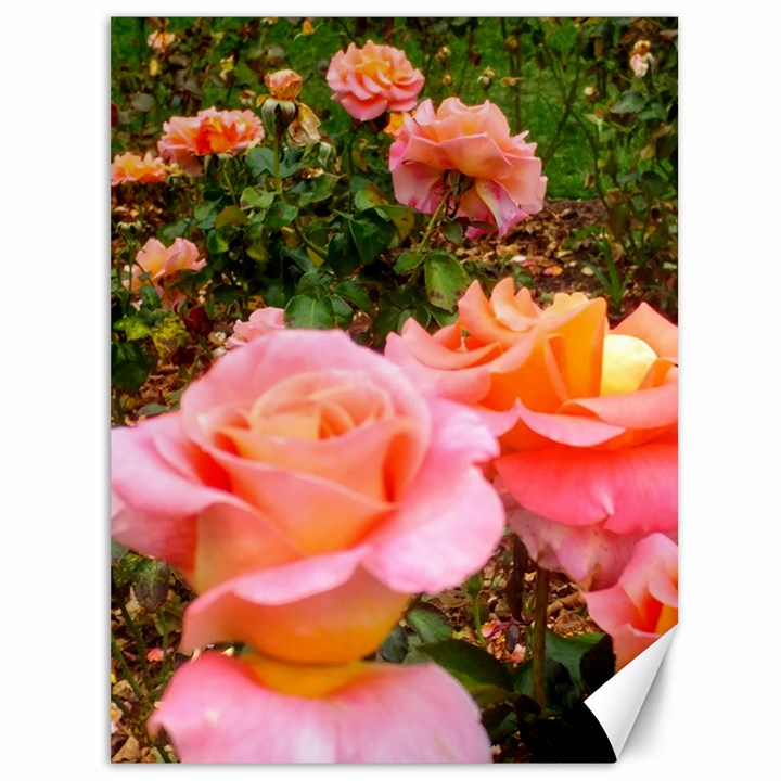 Pink Rose Field Canvas 36  x 48 