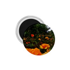 Orange Rose Field 1 75  Magnets by okhismakingart