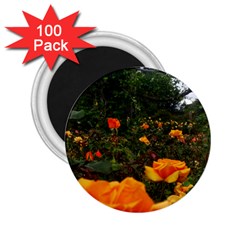 Orange Rose Field 2 25  Magnets (100 Pack)  by okhismakingart