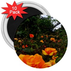 Orange Rose Field 3  Magnets (10 Pack)  by okhismakingart