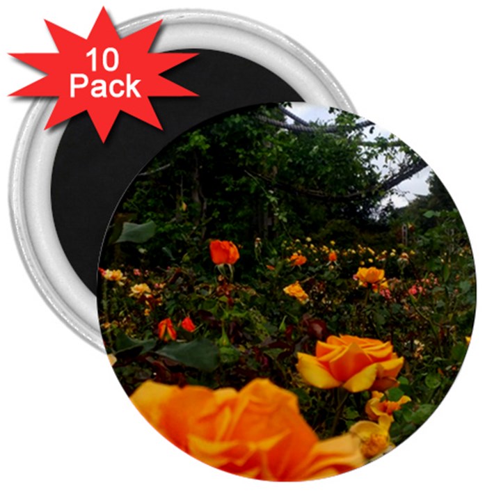 Orange Rose Field 3  Magnets (10 pack) 