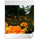 Orange Rose Field Canvas 12  x 16  11.86 x15.41  Canvas - 1