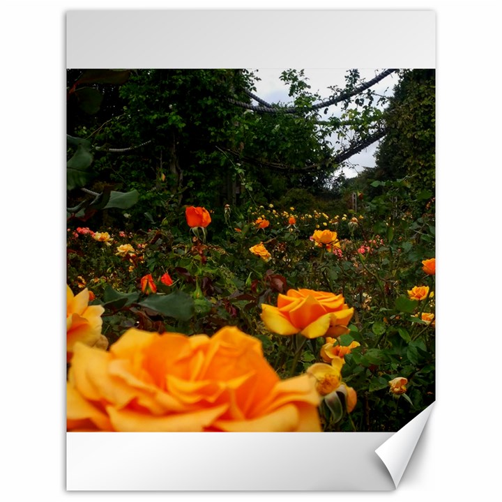 Orange Rose Field Canvas 12  x 16 