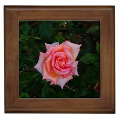 Pink Angular Rose Framed Tiles by okhismakingart