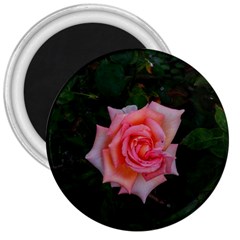 Pink Angular Rose 3  Magnets by okhismakingart