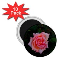 Pink Angular Rose 1 75  Magnets (10 Pack)  by okhismakingart