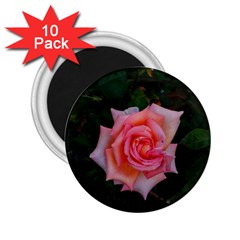 Pink Angular Rose 2 25  Magnets (10 Pack)  by okhismakingart