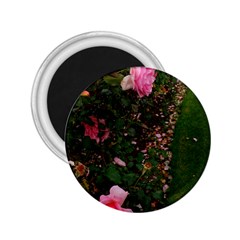 Pink Rose Field (sideways) 2 25  Magnets by okhismakingart