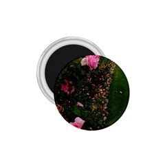 Pink Rose Field (sideways) 1 75  Magnets by okhismakingart