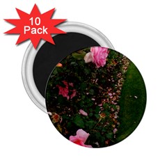 Pink Rose Field (sideways) 2 25  Magnets (10 Pack)  by okhismakingart