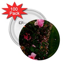 Pink Rose Field (sideways) 2 25  Buttons (100 Pack)  by okhismakingart