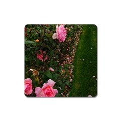 Pink Rose Field (sideways) Square Magnet by okhismakingart