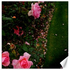 Pink Rose Field (sideways) Canvas 16  X 16  by okhismakingart