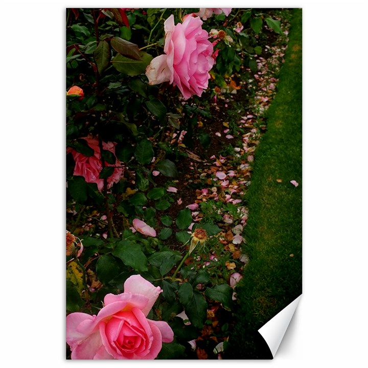 Pink Rose Field (Sideways) Canvas 24  x 36 