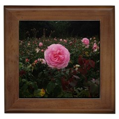 Pink Rose Field Ii Framed Tiles by okhismakingart