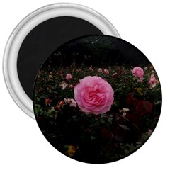 Pink Rose Field Ii 3  Magnets by okhismakingart