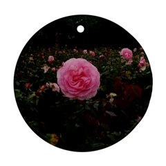 Pink Rose Field Ii Ornament (round) by okhismakingart