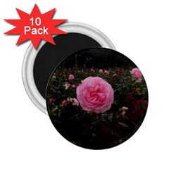 Pink Rose Field Ii 2 25  Magnets (10 Pack)  by okhismakingart