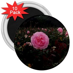 Pink Rose Field Ii 3  Magnets (10 Pack)  by okhismakingart