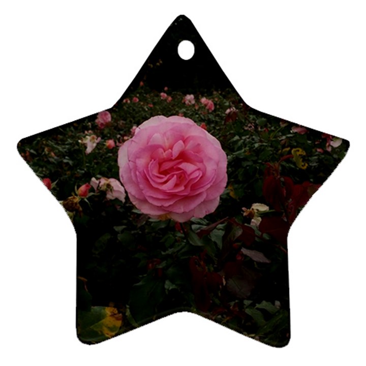 Pink Rose Field II Star Ornament (Two Sides)