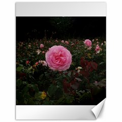 Pink Rose Field Ii Canvas 12  X 16  by okhismakingart