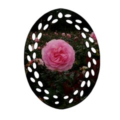 Pink Rose Field Ii Ornament (oval Filigree)