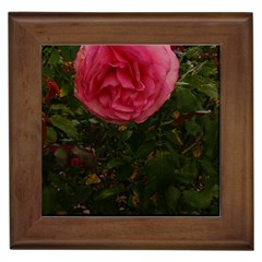 Round Pink Rose Framed Tiles by okhismakingart