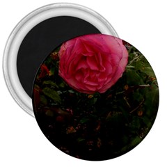 Round Pink Rose 3  Magnets by okhismakingart