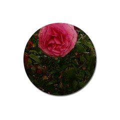 Round Pink Rose Magnet 3  (round) by okhismakingart