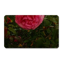 Round Pink Rose Magnet (rectangular) by okhismakingart