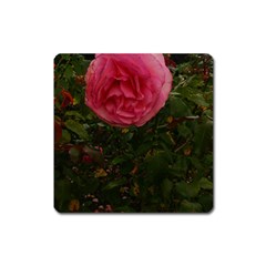 Round Pink Rose Square Magnet by okhismakingart