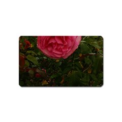 Round Pink Rose Magnet (name Card) by okhismakingart