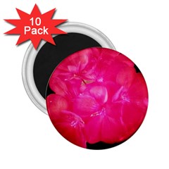 Single Geranium Blossom 2 25  Magnets (10 Pack)  by okhismakingart