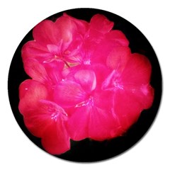 Single Geranium Blossom Magnet 5  (round) by okhismakingart