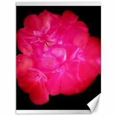 Single Geranium Blossom Canvas 36  X 48  by okhismakingart