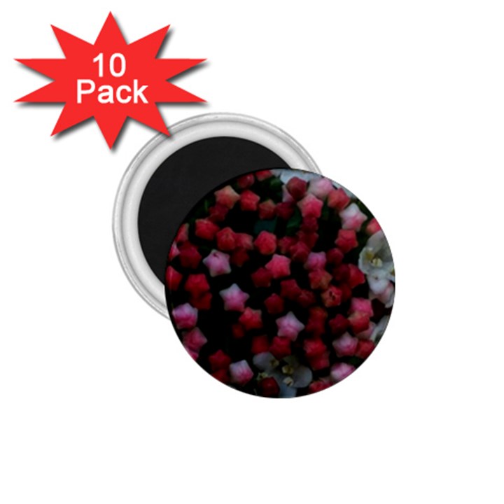 Floral Stars 1.75  Magnets (10 pack) 