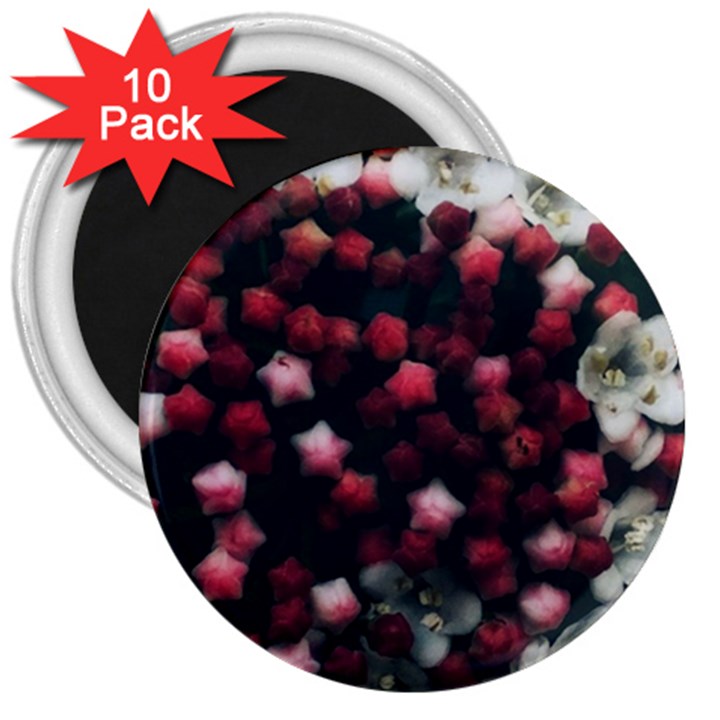 Floral Stars -Dark Red 3  Magnets (10 pack) 