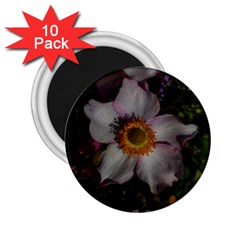 Light Purple Blossoms 2 25  Magnets (10 Pack)  by okhismakingart