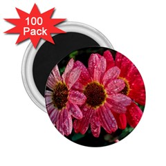 Three Dripping Flowers 2.25  Magnets (100 pack) 