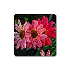 Three Dripping Flowers Square Magnet