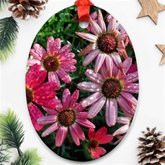 Pink Asters Ornament (oval) by okhismakingart