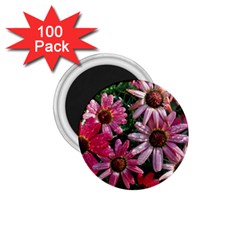 Pink Asters 1 75  Magnets (100 Pack)  by okhismakingart